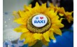 Baxi, представительство